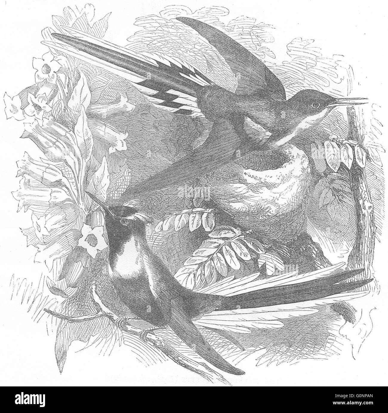 Uccelli: Ricercatore: Hummingbird: Cornuto Sun-Gem, antica stampa c1870 Foto Stock