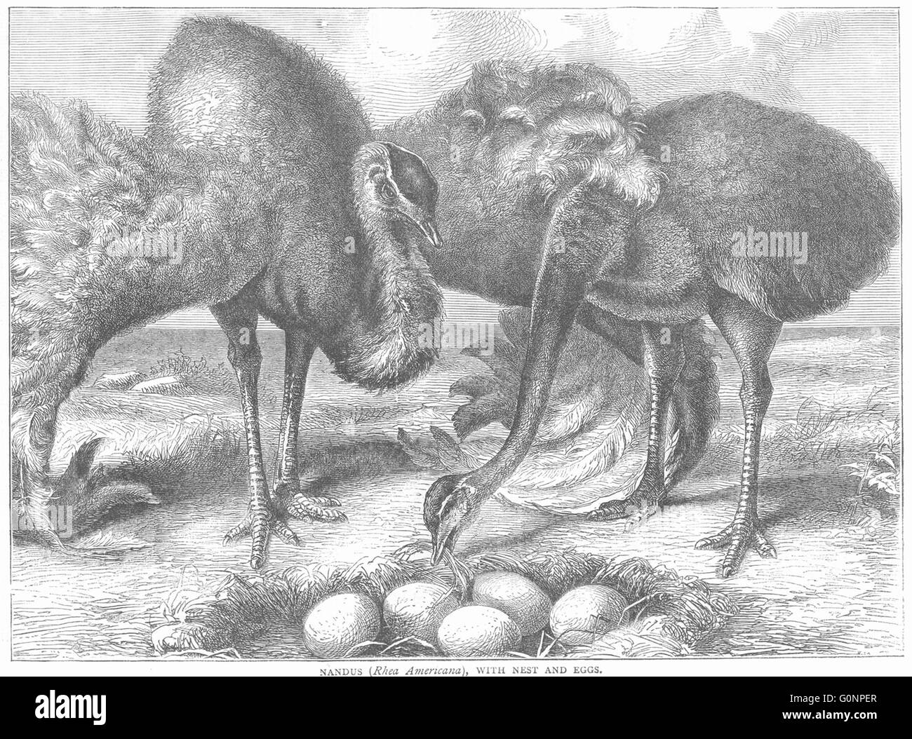 A breve alato struzzo CURSORIAL: Nandus, nido uova, antica stampa c1870 Foto Stock