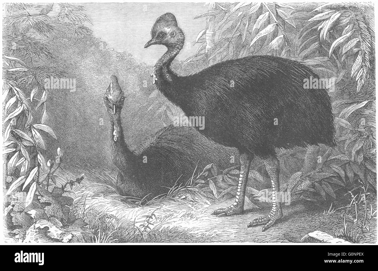 Corto-WINGED CURSORIAL: Helmeted Casuario, antica stampa c1870 Foto Stock