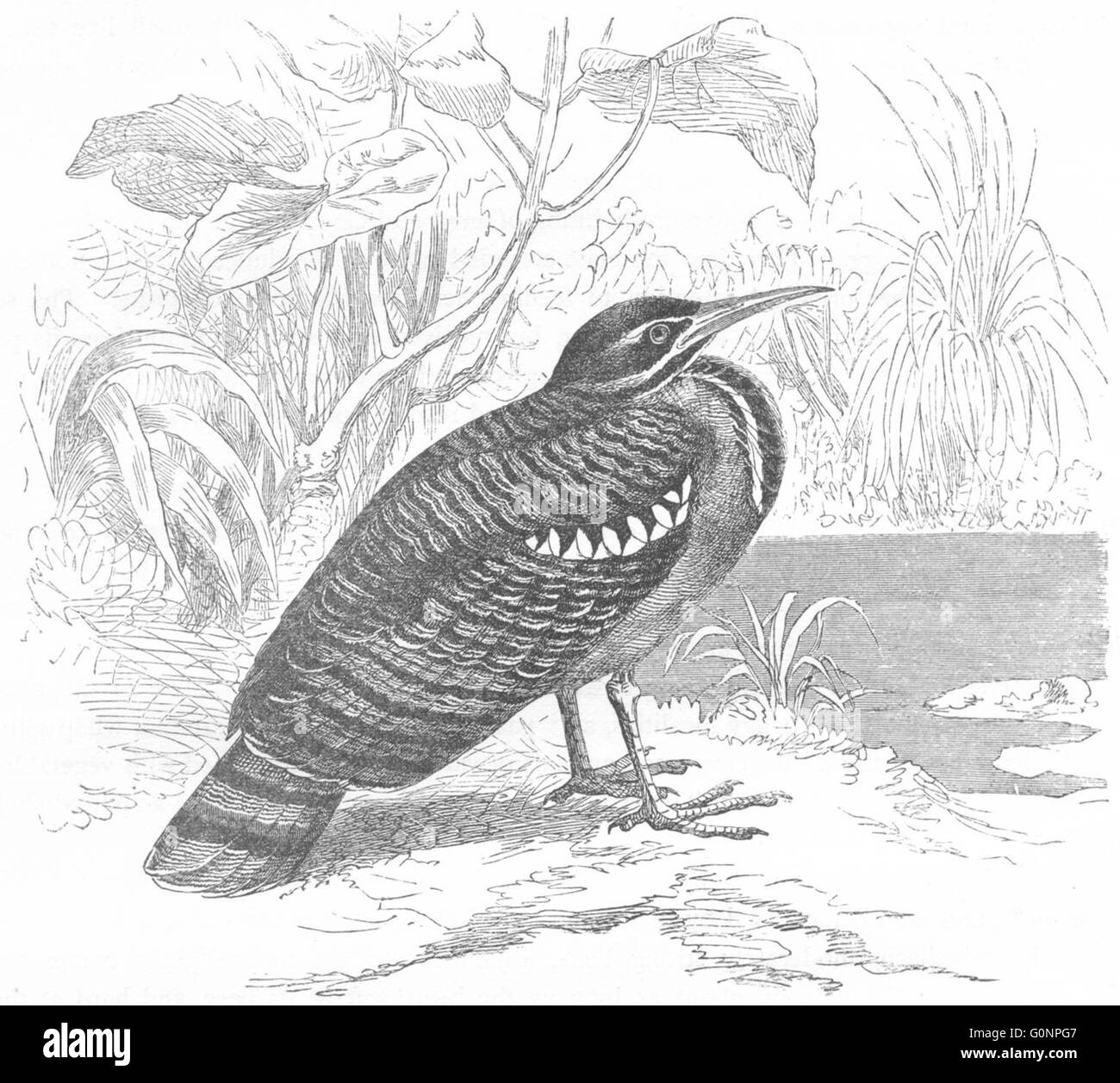 STILT-WALKER: tarabuso: Sun, Peacock Heron, antica stampa c1870 Foto Stock