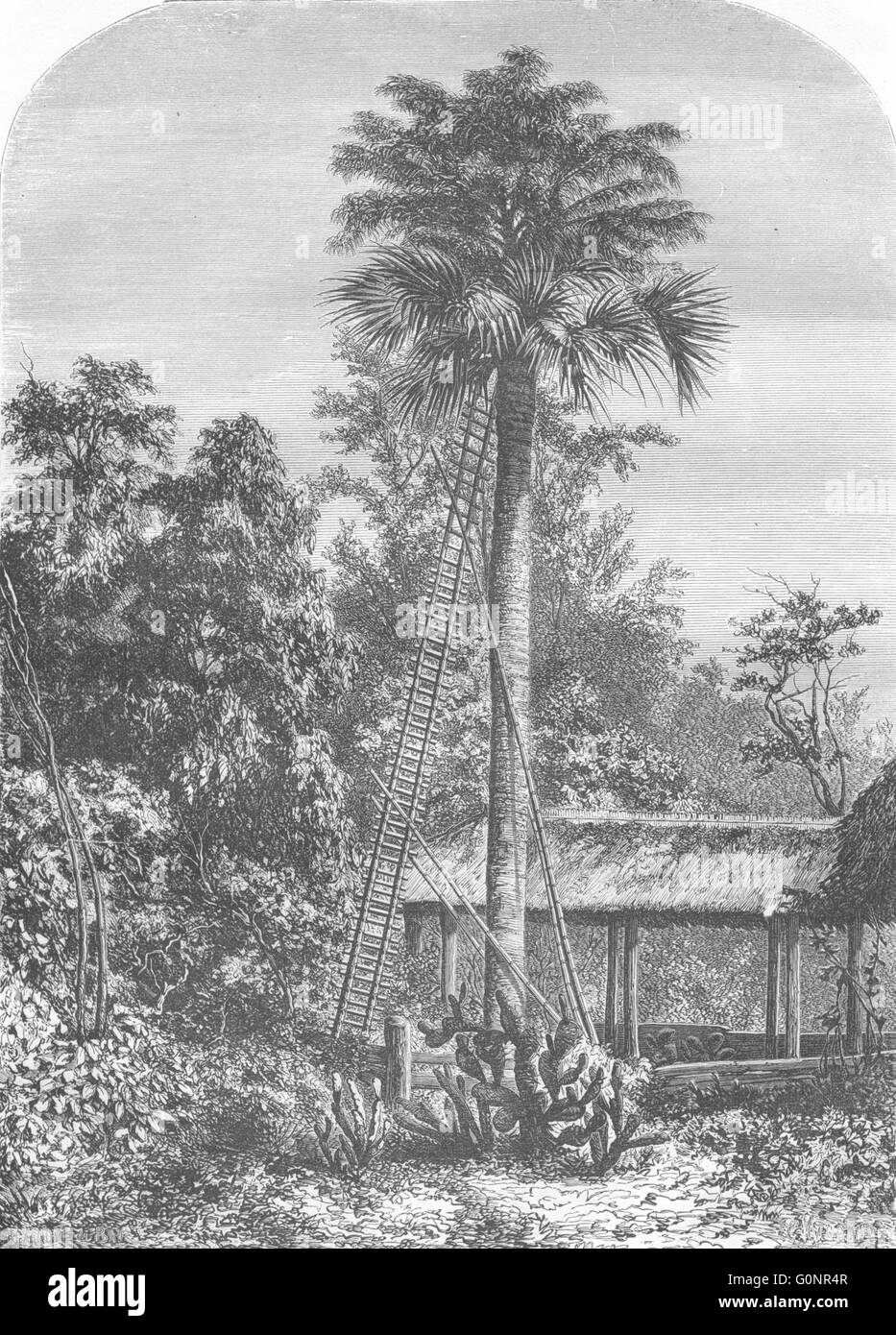 INDIA: Palm tree in grande Andaman, antica stampa 1870 Foto Stock