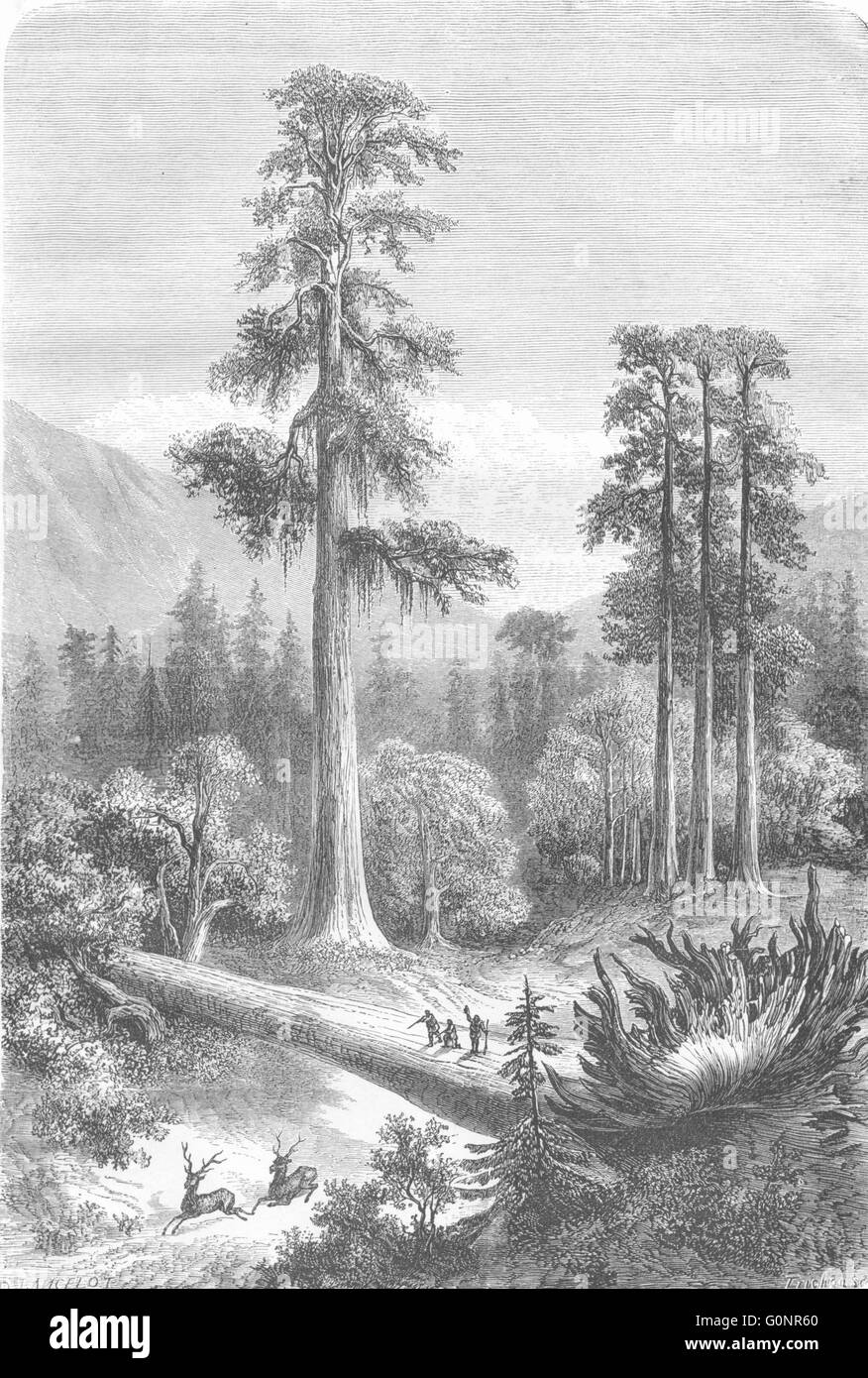 Nord America: giganteschi alberi di pino di Sonora, antica stampa 1870 Foto Stock