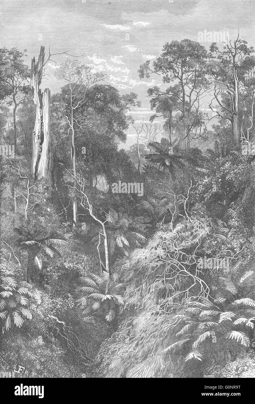 AUSTRALIA: la foresta vergine, antica stampa 1870 Foto Stock