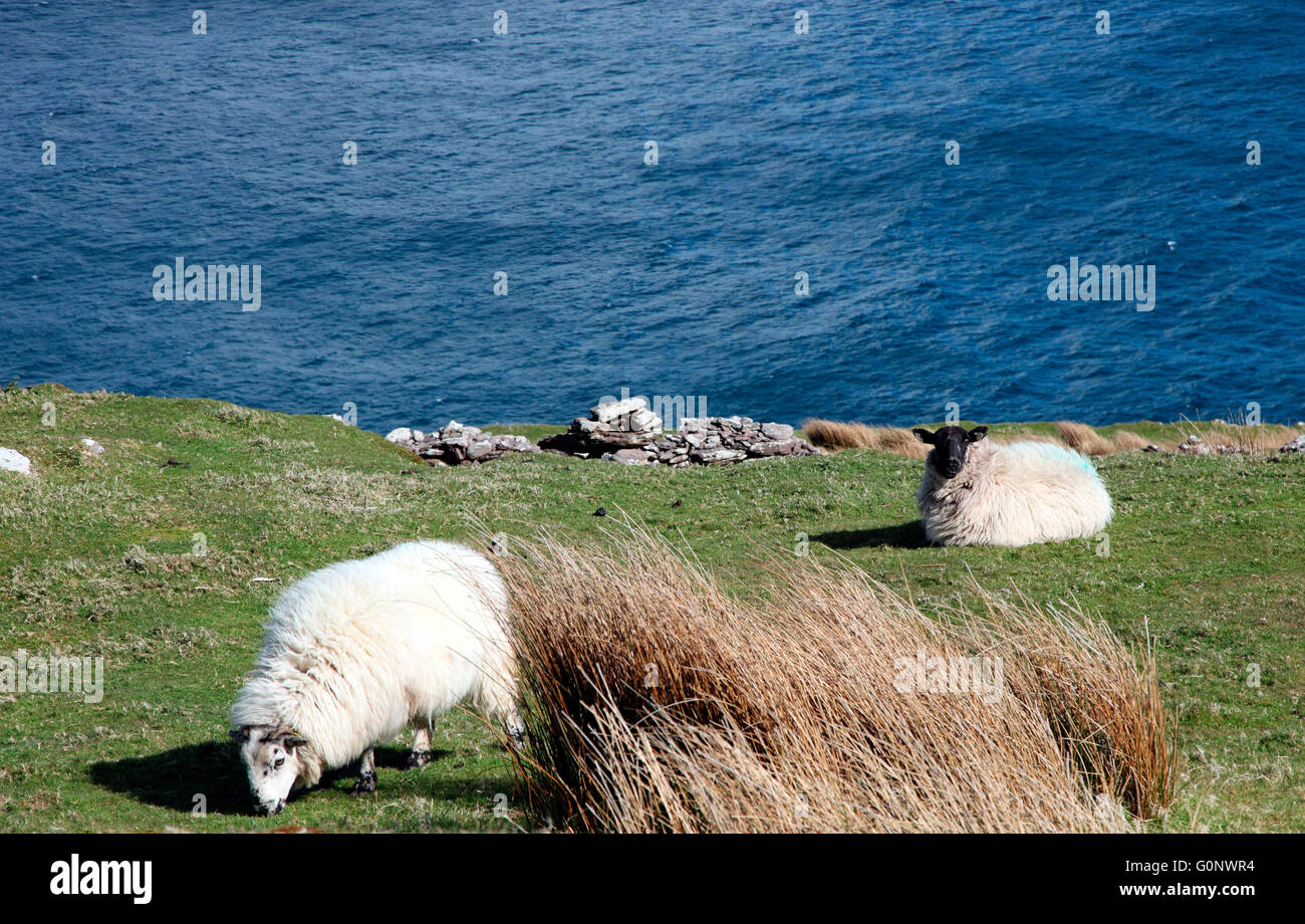 Pecore al pascolo sulla testa del bolo, Co. Kerry Foto Stock