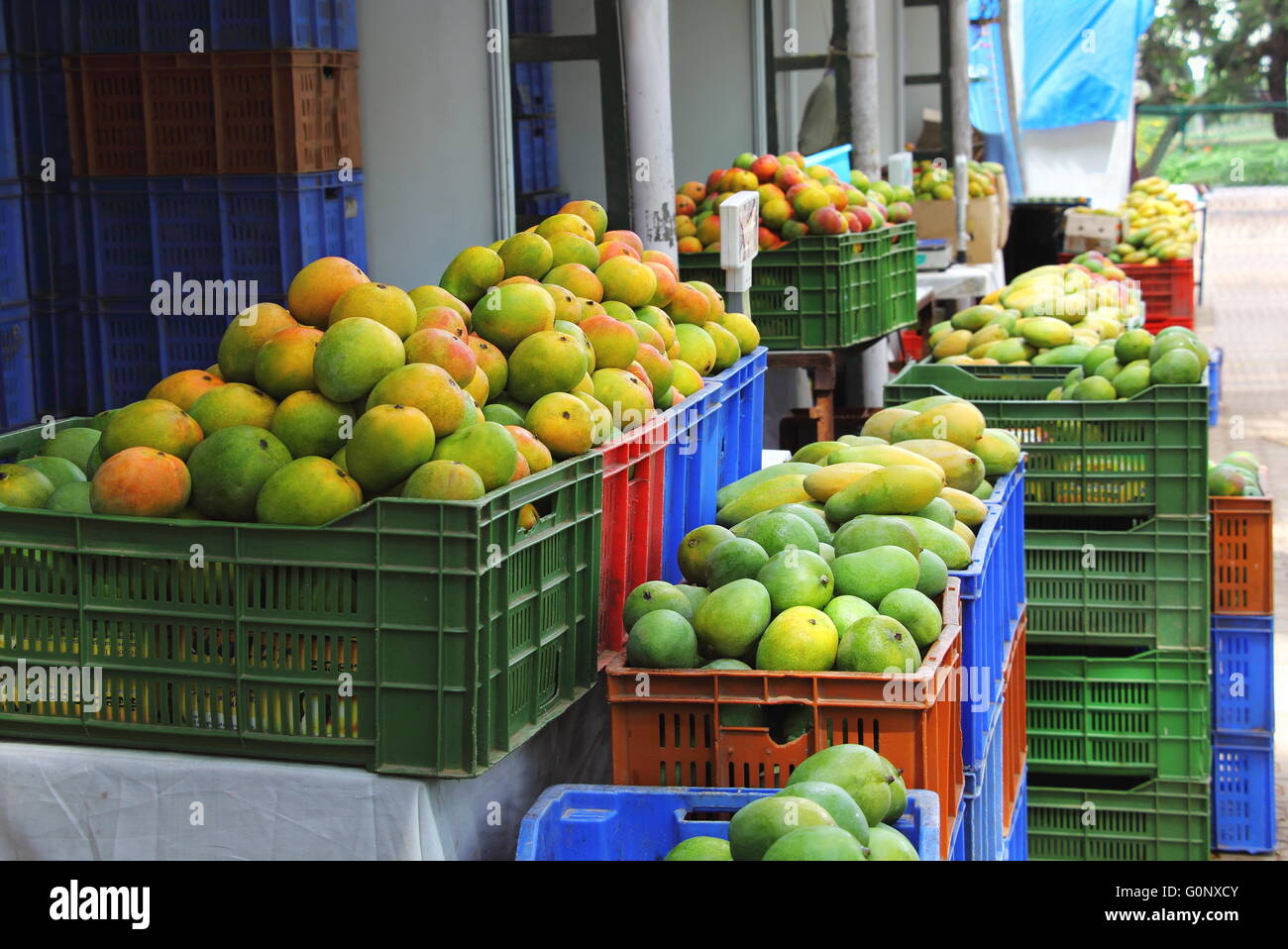 Indian Mango in vendita. India produce una grande varietà di manghi, con una vasta gamma di sapori, colori, forma e consistenza. Foto Stock