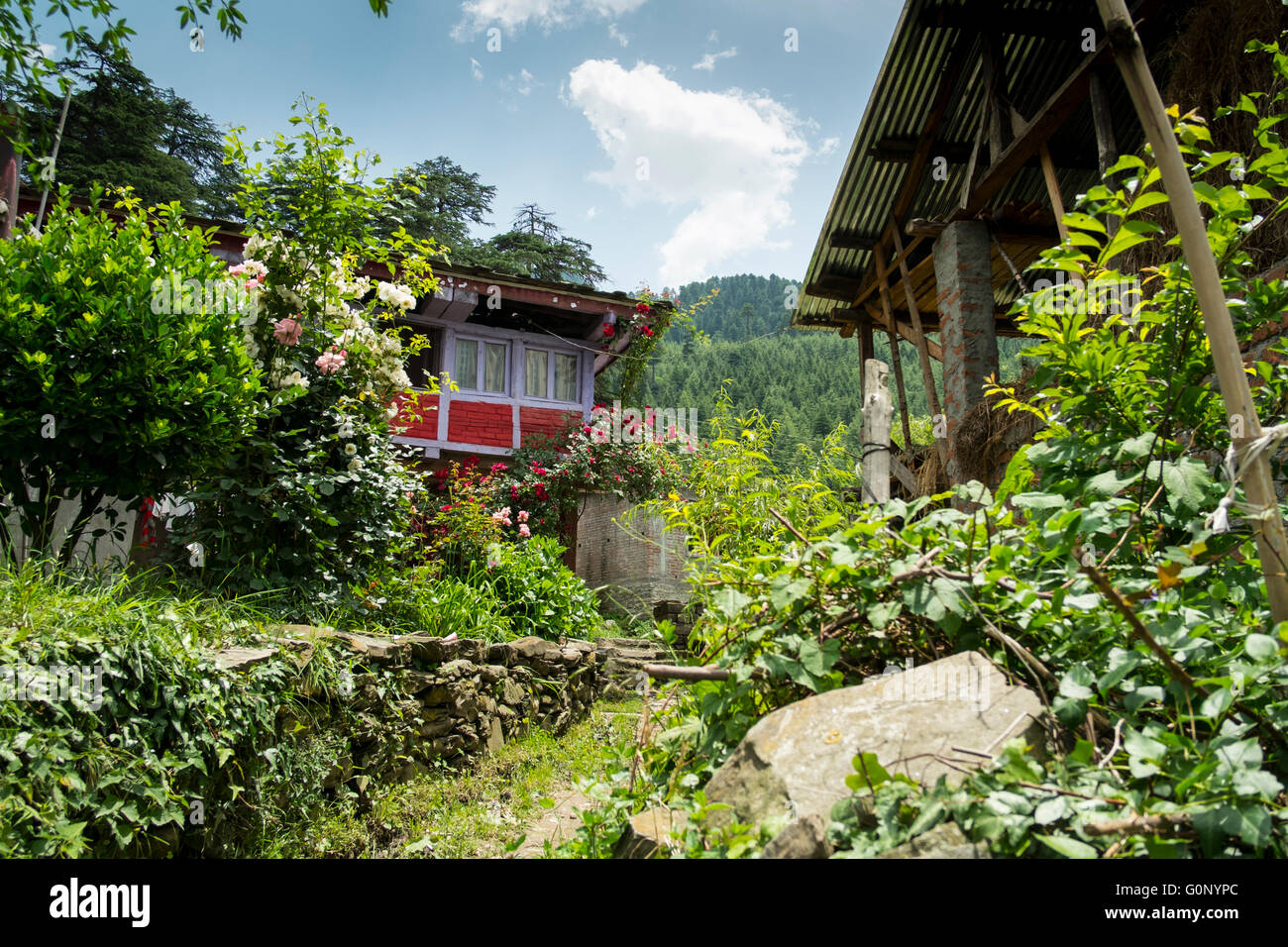 Circondato da fogliame uno stretto sentiero si snoda nel villaggio himalayana di Nashala con una casa in fine. Foto Stock