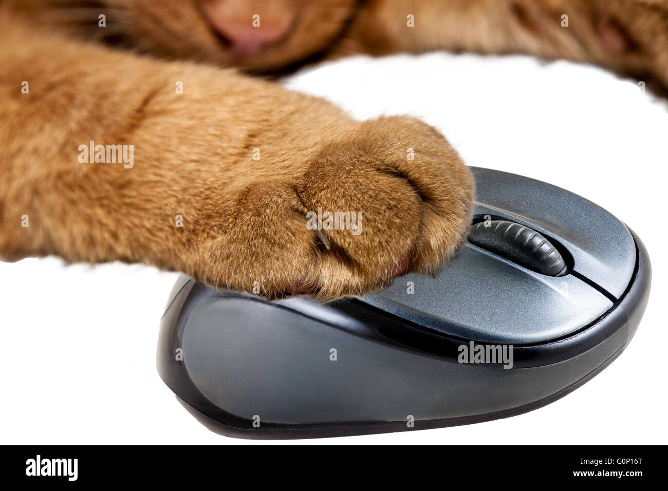 Imbir, giallo cat tenendo un mouse del computer Foto Stock