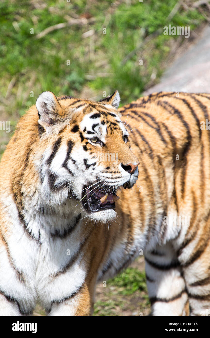 Tigre Siberiana con bocca aperta Foto Stock