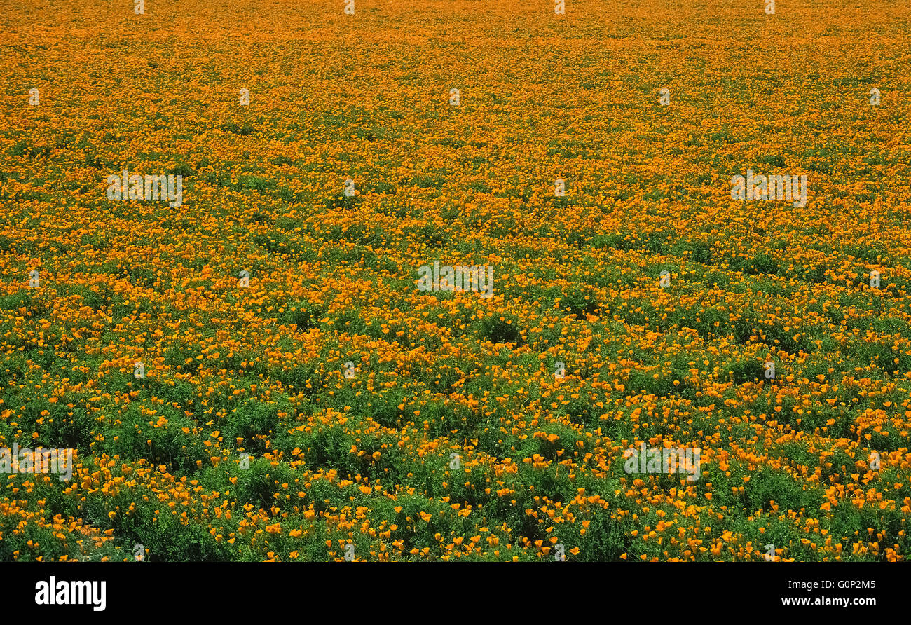 Questo campo di arancio brillante California papaveri (Eschscholzia californica) è cresciuta per i loro semi in una fattoria vicino a Morro Bay lungo la costa centrale della California, Stati Uniti d'America. I fiori sono popolari in giardini ma anche crescere selvatica in stati lungo la costa occidentale degli Stati Uniti. I loro petali vicino di notte e anche durante il giorno quando il tempo è freddo e ventoso. Questo ben noto il papavero è la gazzetta ufficiale dello stato fiore della California. Foto Stock