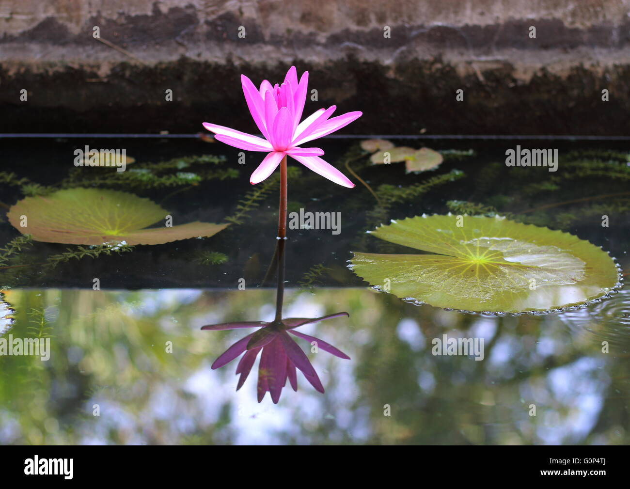Una sola rosa giglio di acqua con la sua riflessione in un stagno all'interno di un tempio buddista. Foto Stock