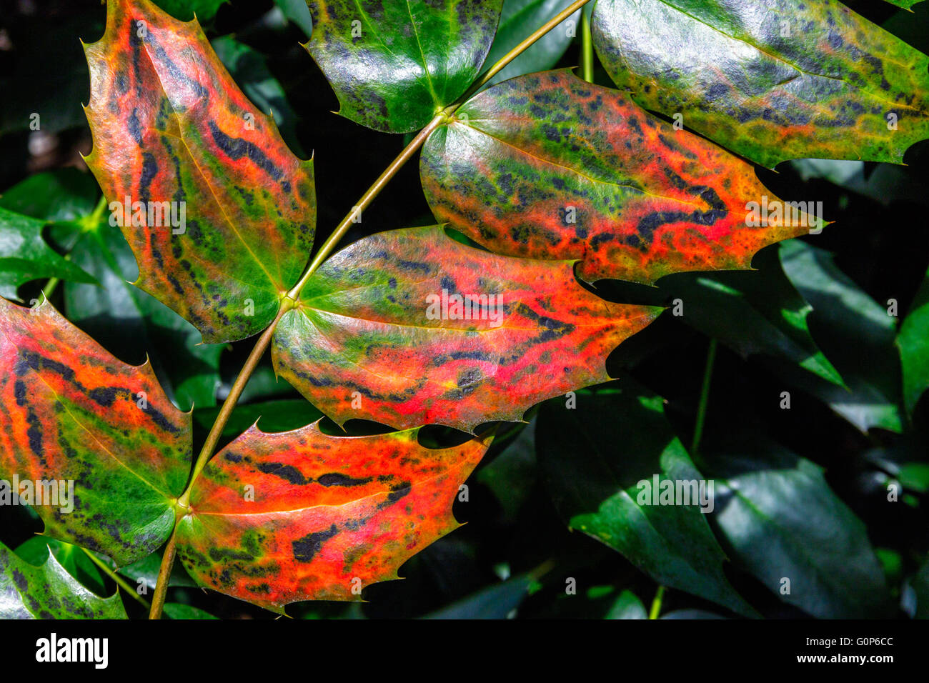 Close up shiny inglese holly foglie con distintivo verde e la colorazione rossa su uno sfondo di colore verde holly Foto Stock