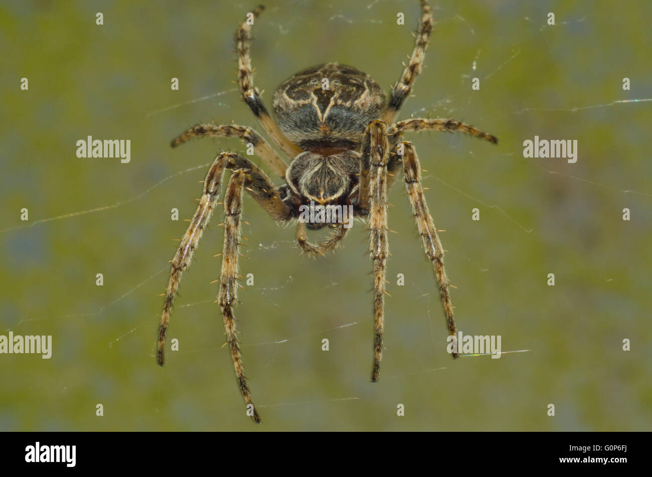 Close up di un giardino europeo spider (cross spider) Foto Stock