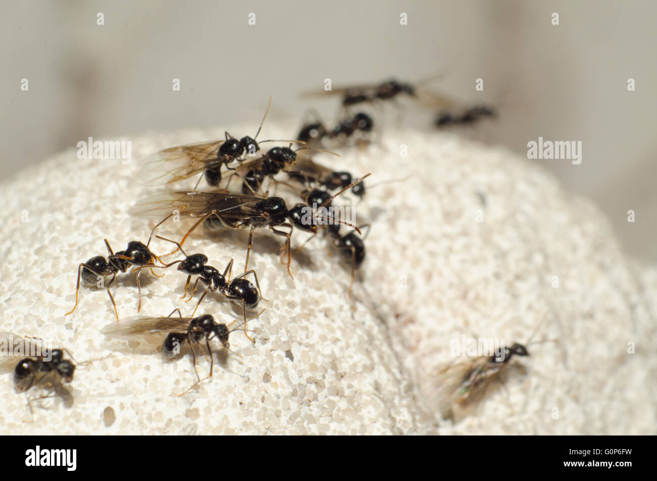 Colonia di formiche volanti seduto su di una roccia bianca Foto Stock