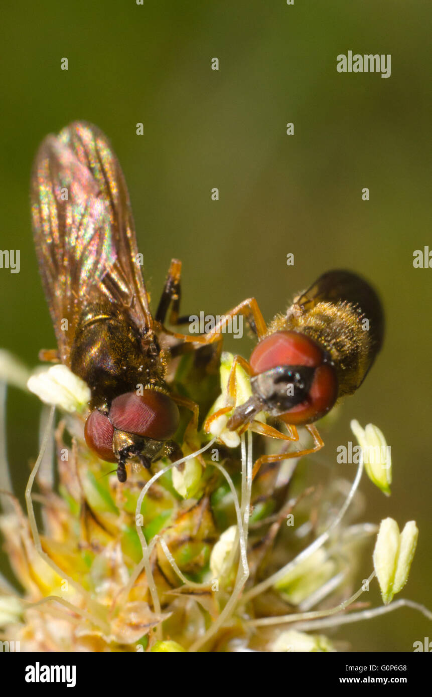Passare il puntatore del mouse vola su un fiore Foto Stock