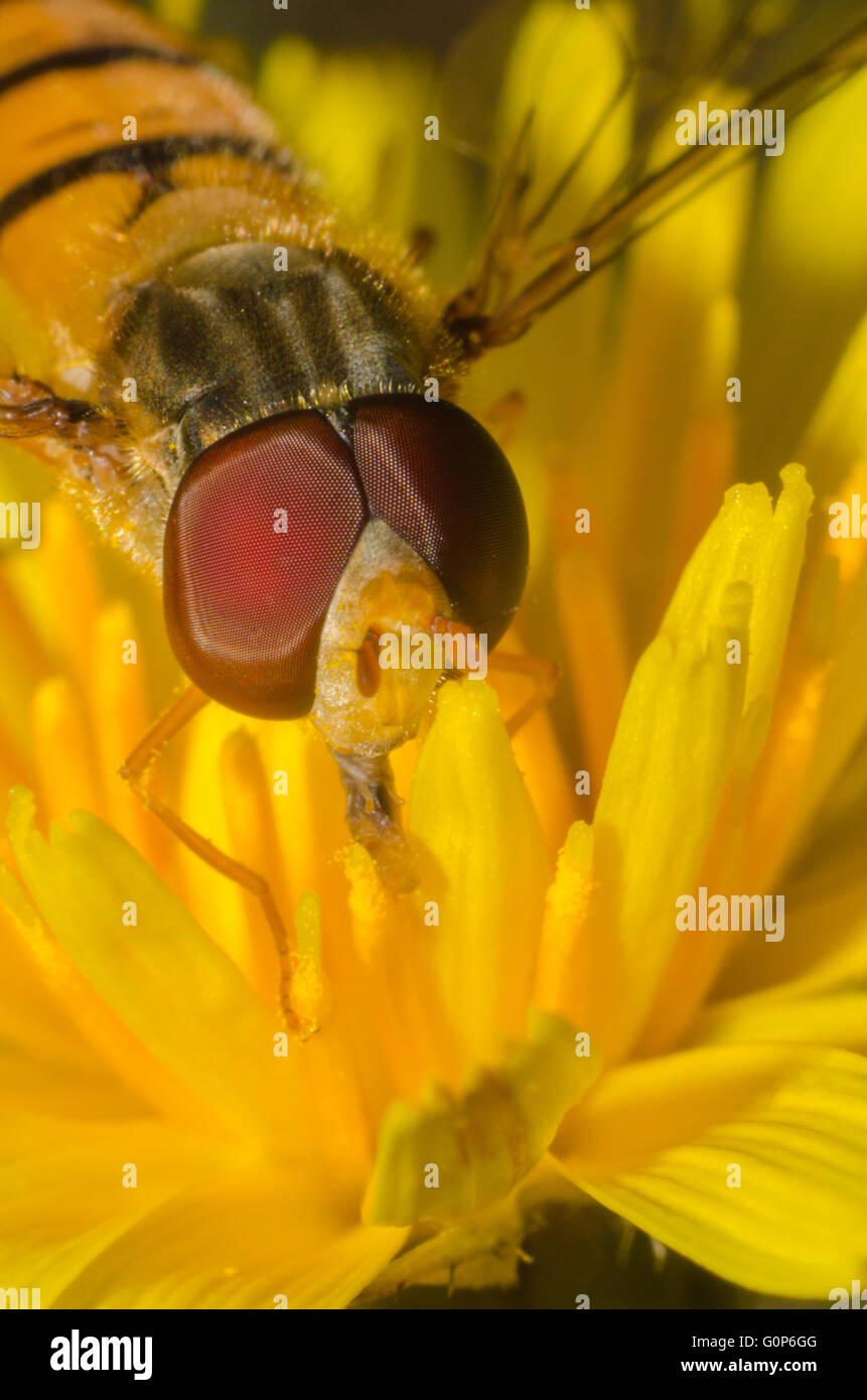 Close up di un hover volare su un fiore giallo Foto Stock