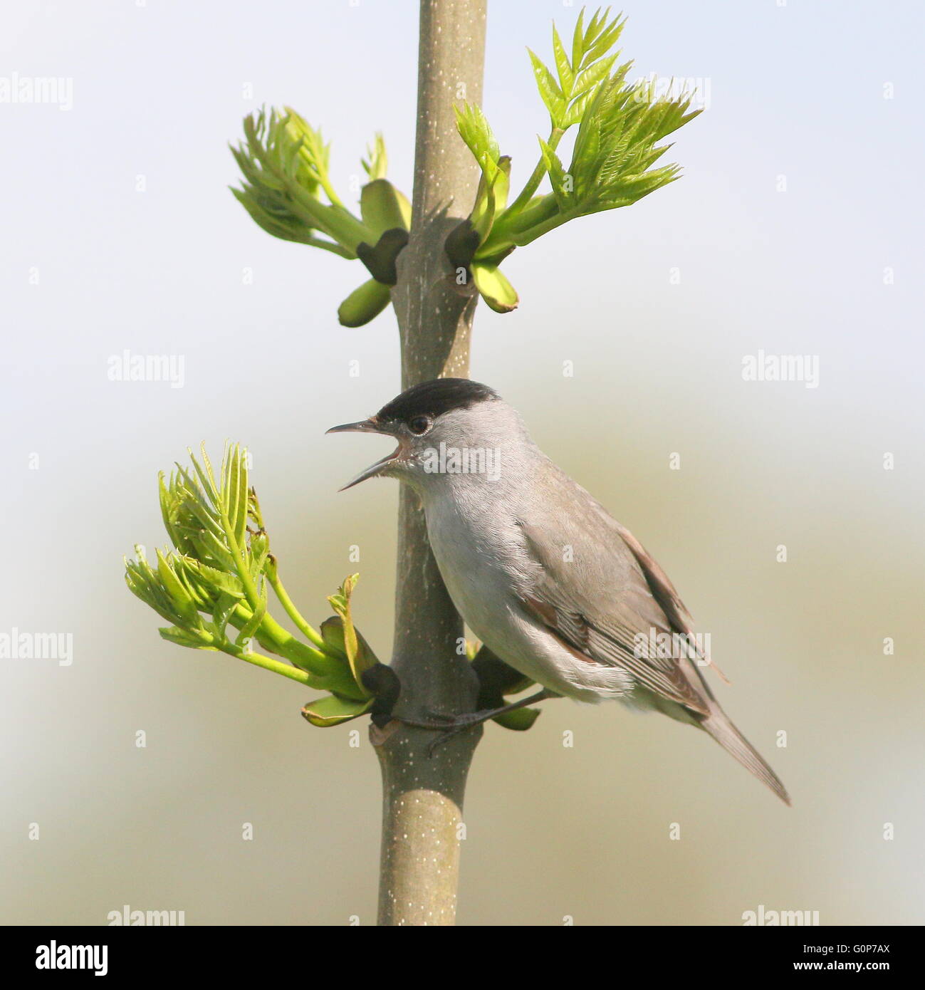 Europei maschili Capinera (Sylvia atricapilla) in posa su un ramo e canto Foto Stock