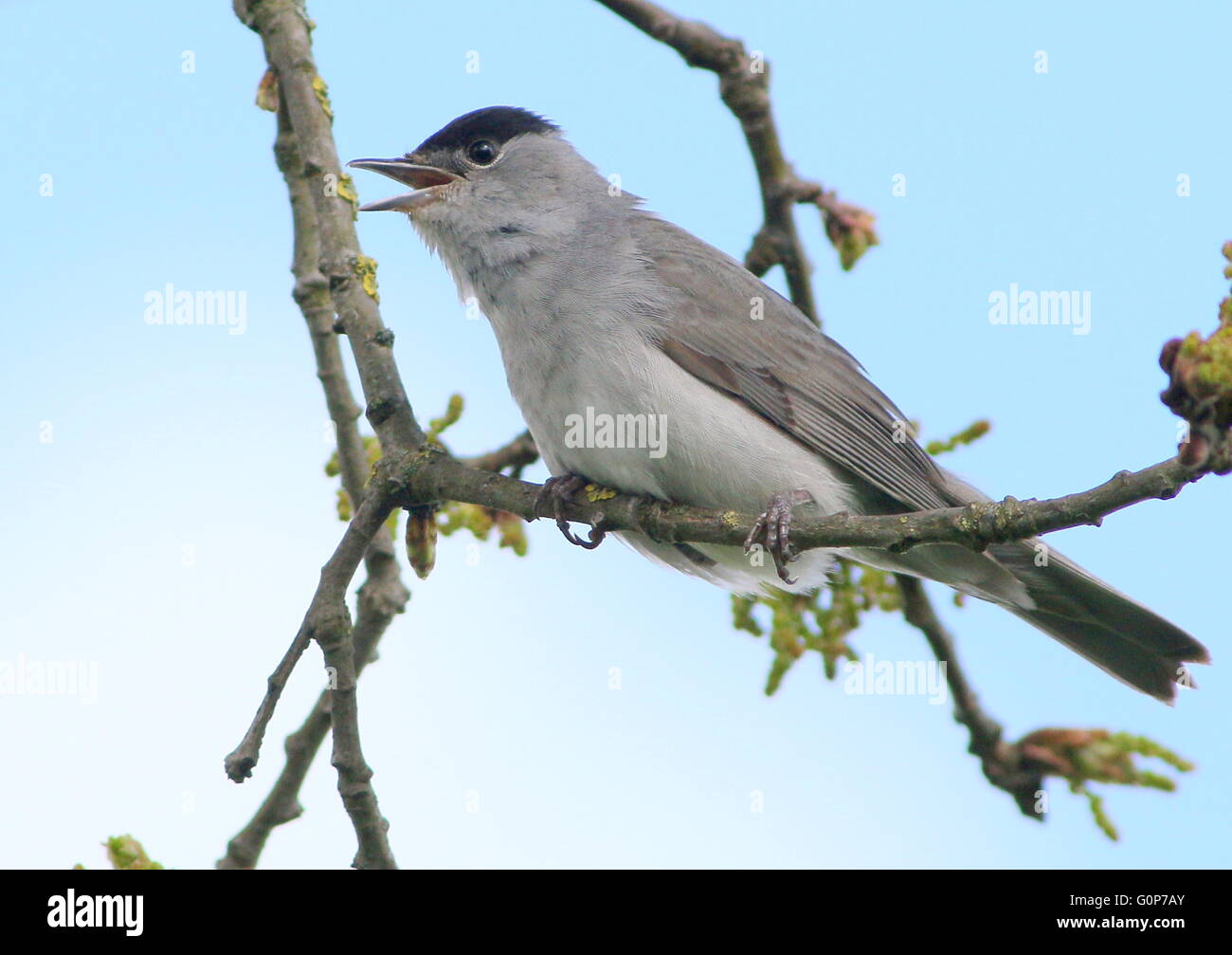 Europei maschili Capinera (Sylvia atricapilla) nel brano Foto Stock