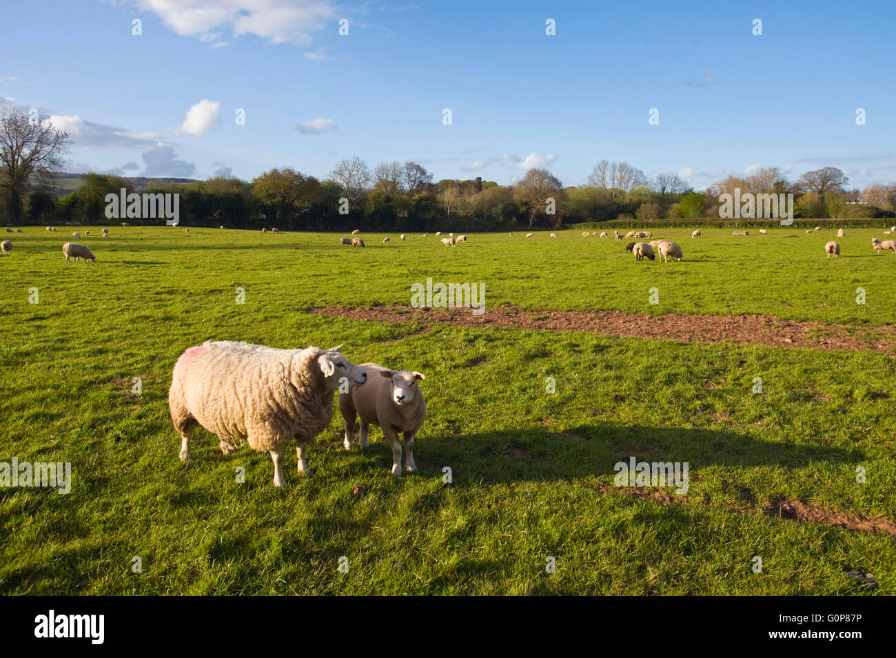 Campo verde sito in Hay-on-Wye dove Case Persimmon hanno applicato per il permesso di pianificazione per la costruzione di 80 nuove case sulle terre attualmente utilizzato per il pascolo di pecore. Il sito è all'interno del Parco Nazionale di Brecon Beacons. Foto Stock