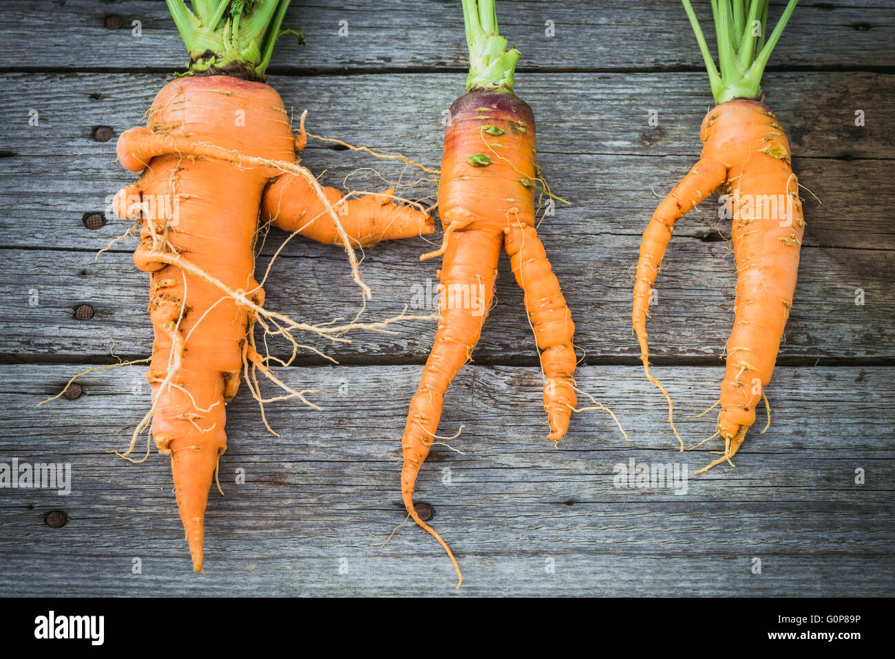 Alla moda di brutto carota organico dal giardino di casa fienile sulla tavola di legno, australiano cresciuto Foto Stock