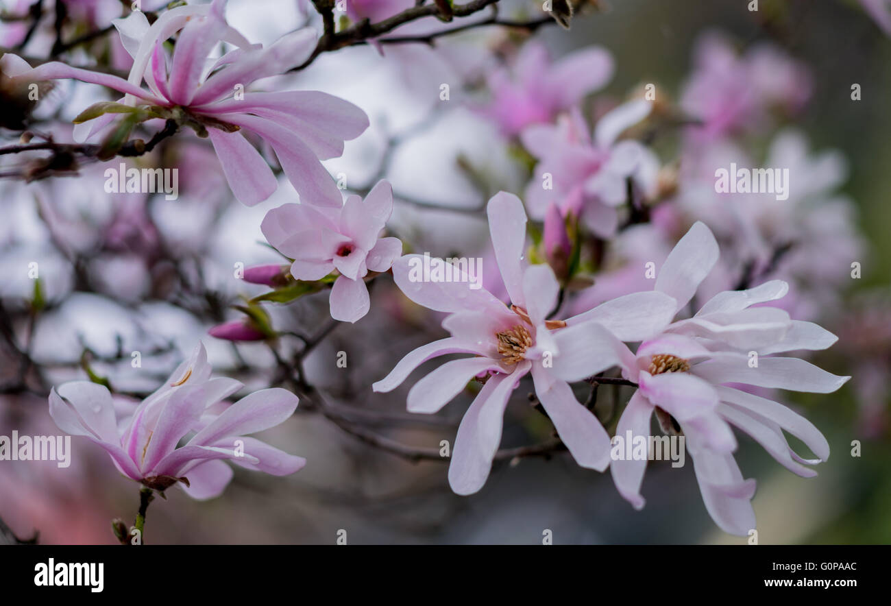 Stellare di rosa fiori di magnolia close up Foto Stock