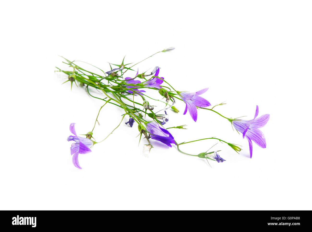 Campanula bluebell flower isolato su bianco Foto Stock