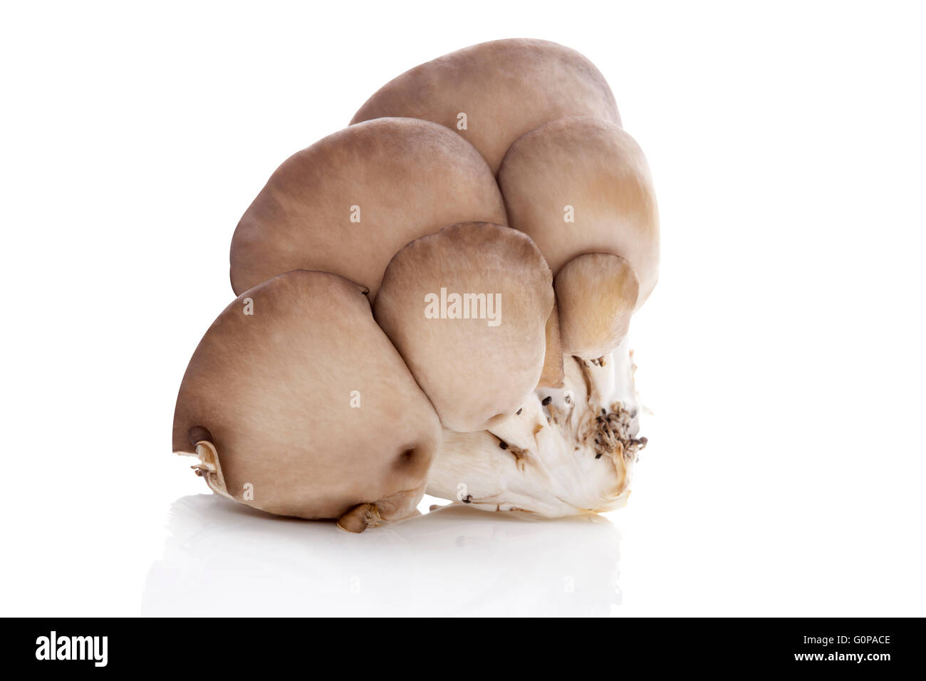 Ostrica fresca funghi isolati su sfondo bianco. Foto Stock