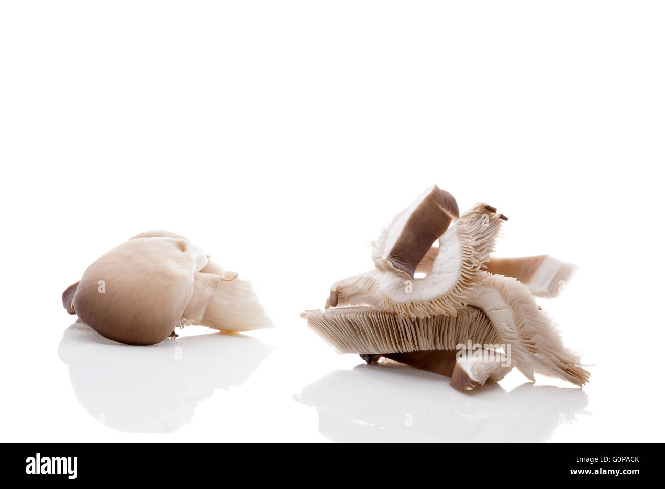 Ostrica fresca funghi isolati su sfondo bianco. Foto Stock