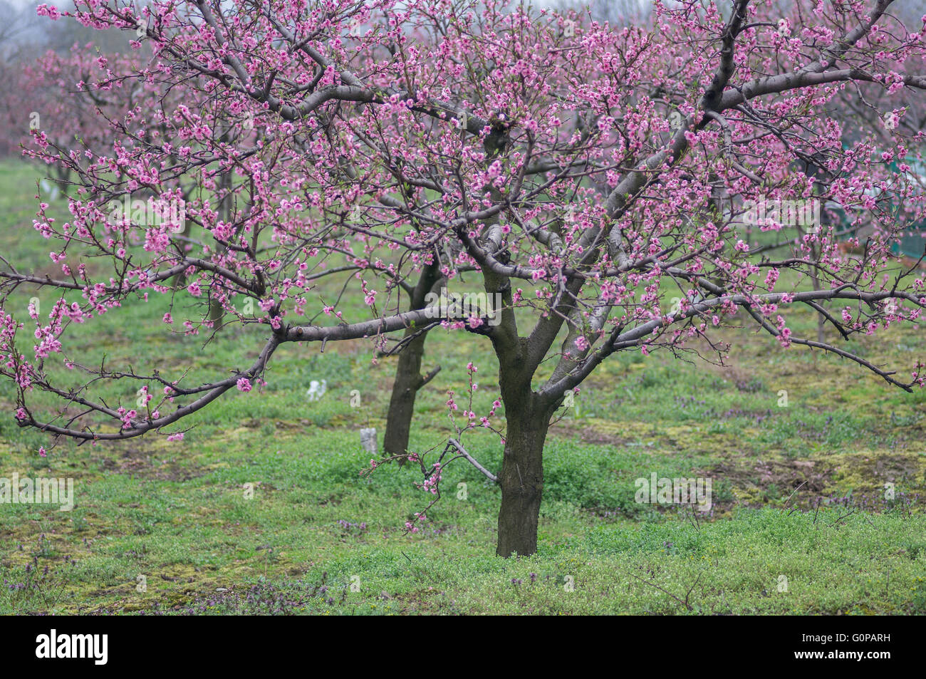 Blooming pesco Foto Stock
