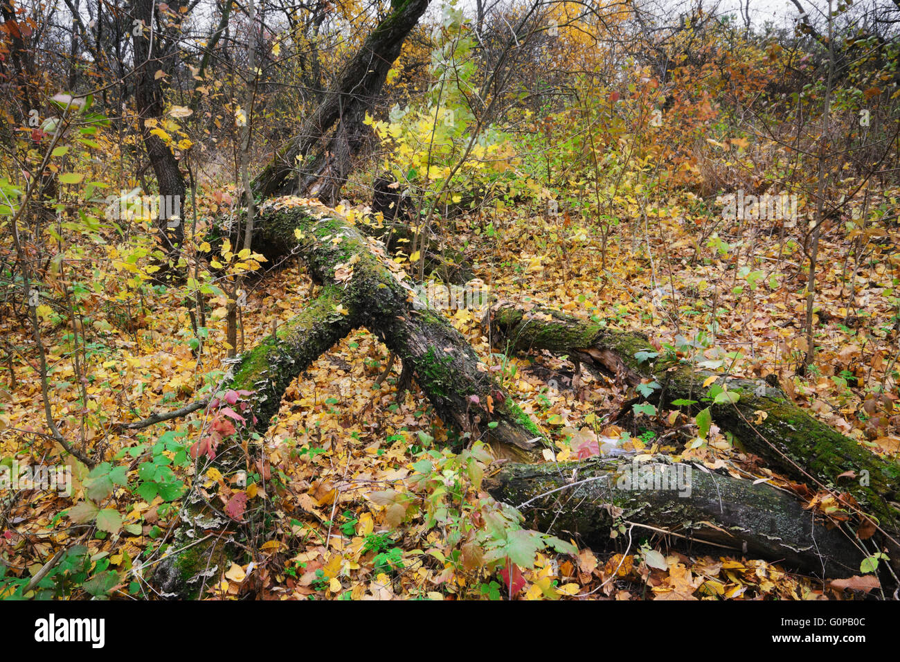 Graficamente il vecchio albero a foglie di autunno in un giorno nuvoloso Foto Stock
