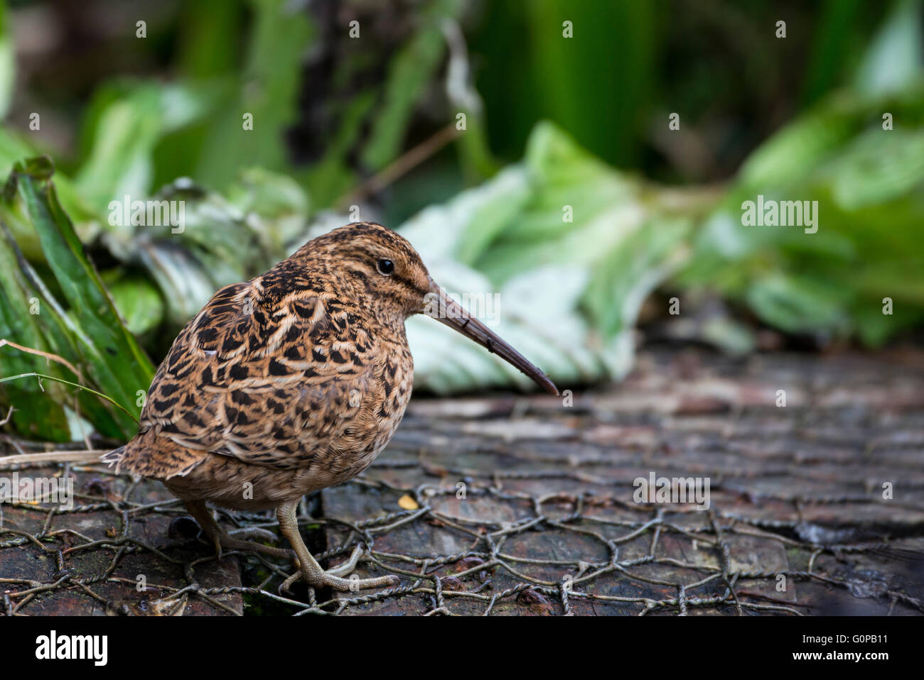 Nuova Zelanda, Campbell Island. La Campbell Island beccaccino (Coenocorypha aucklandica perseveranza), rare sottospecie di sub antartiche Foto Stock