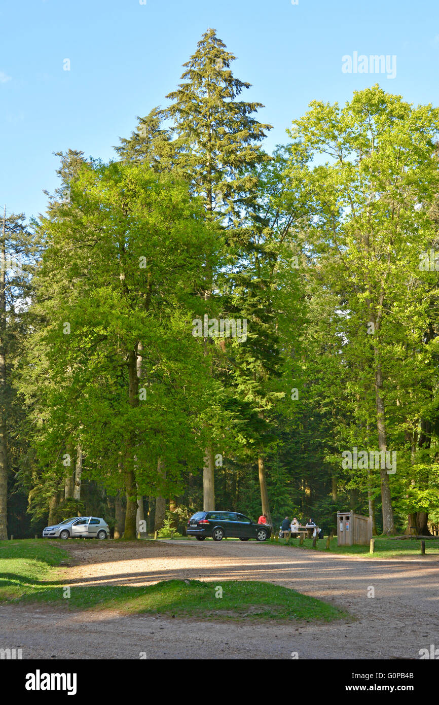 Commissione forestale parcheggio e fare un picnic radura tra alberi di alto fusto entro la Nuova Foresta Foto Stock