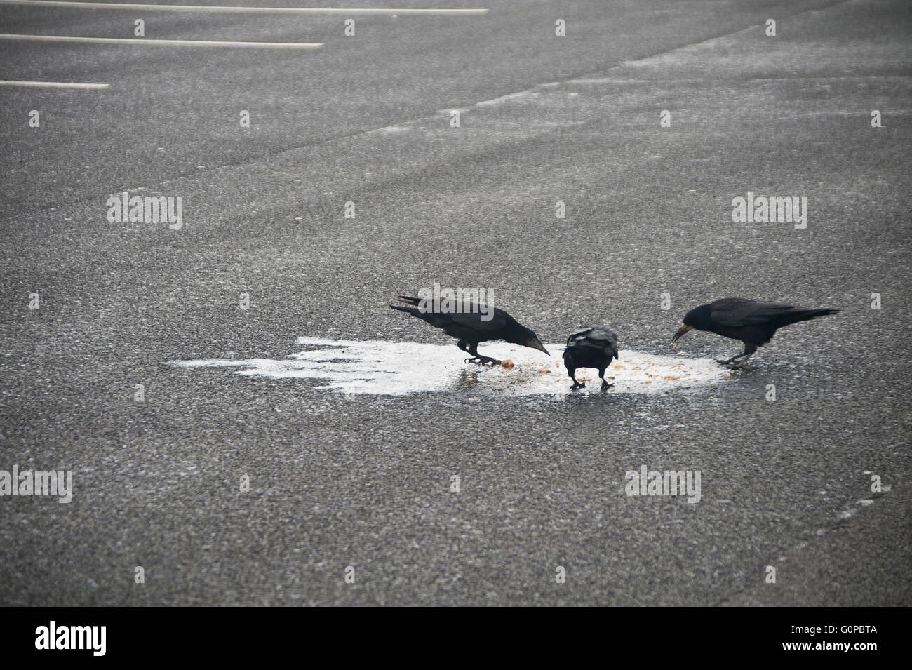 I corvi mangiare vomito fresco nella stazione di servizio parcheggio auto, corvidi corvi, uccelli, malati, vomito, nero, vomitare, Foto Stock