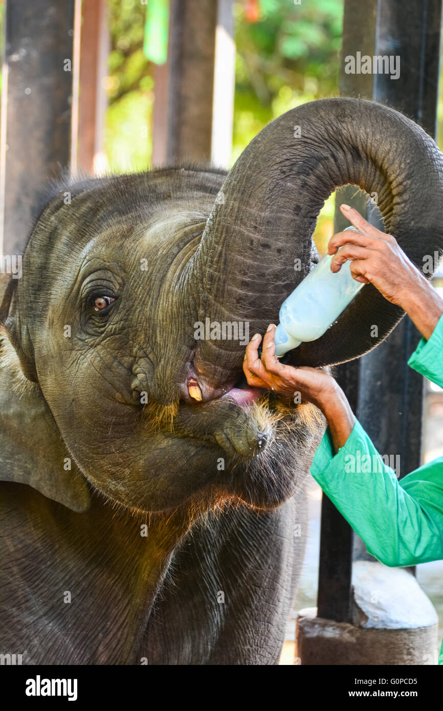 Rimasto orfano Baby Elephant è alimentata con latte a Pinnawala l'Orfanotrofio degli Elefanti, Sri Lanka. Foto Stock