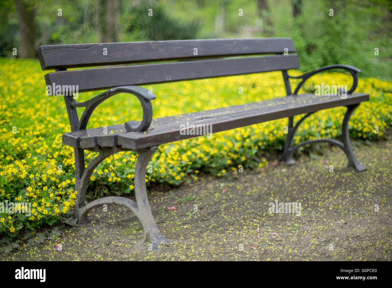Svuotare una panchina nel parco e la fioritura molla gialla Waldsteinia fiori in background Foto Stock