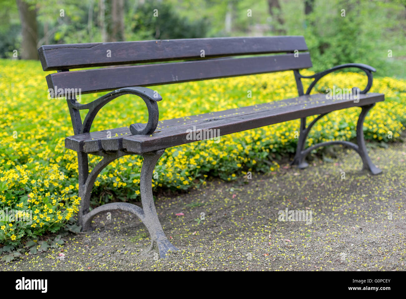 Svuotare una panchina nel parco e la fioritura molla gialla Waldsteinia fiori in background Foto Stock