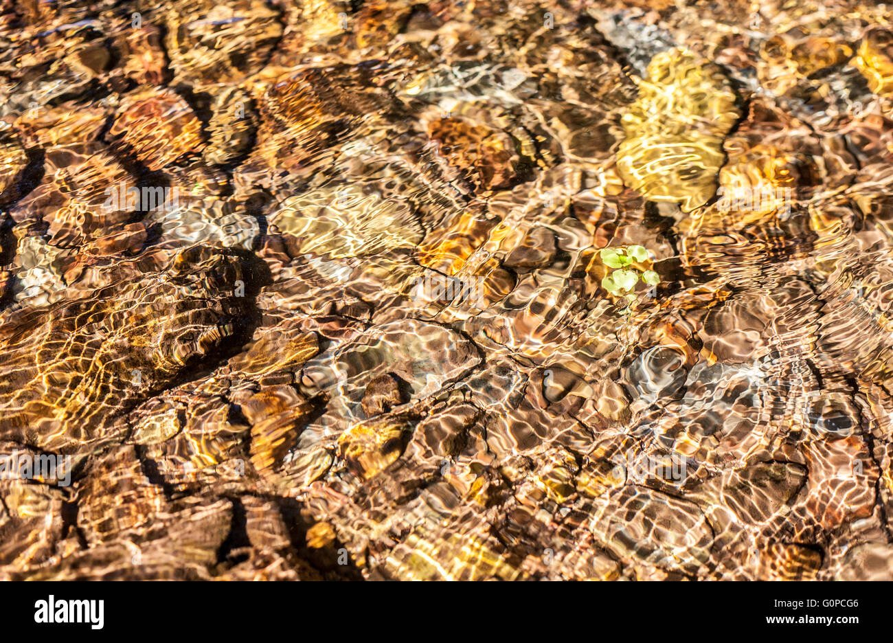 Acqua trasparente onde di oltre brown ciottoli con piccola pianta verde. Sfondo Foto Stock