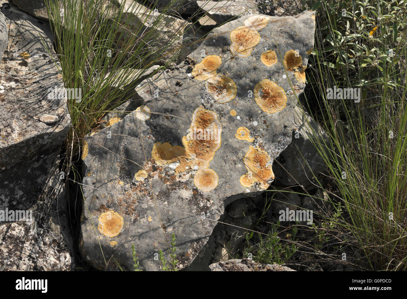 I licheni o funghi che crescono sulla roccia calcarea nel Lago la Amistad National Recreation Area nei pressi del Rio, Texas. Foto Stock