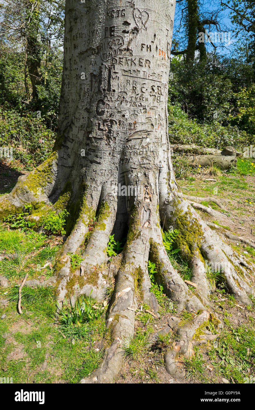 Faggio coperto di incisioni di nomi e iniziali nel bosco a Colemere, Shropshire, Regno Unito Foto Stock