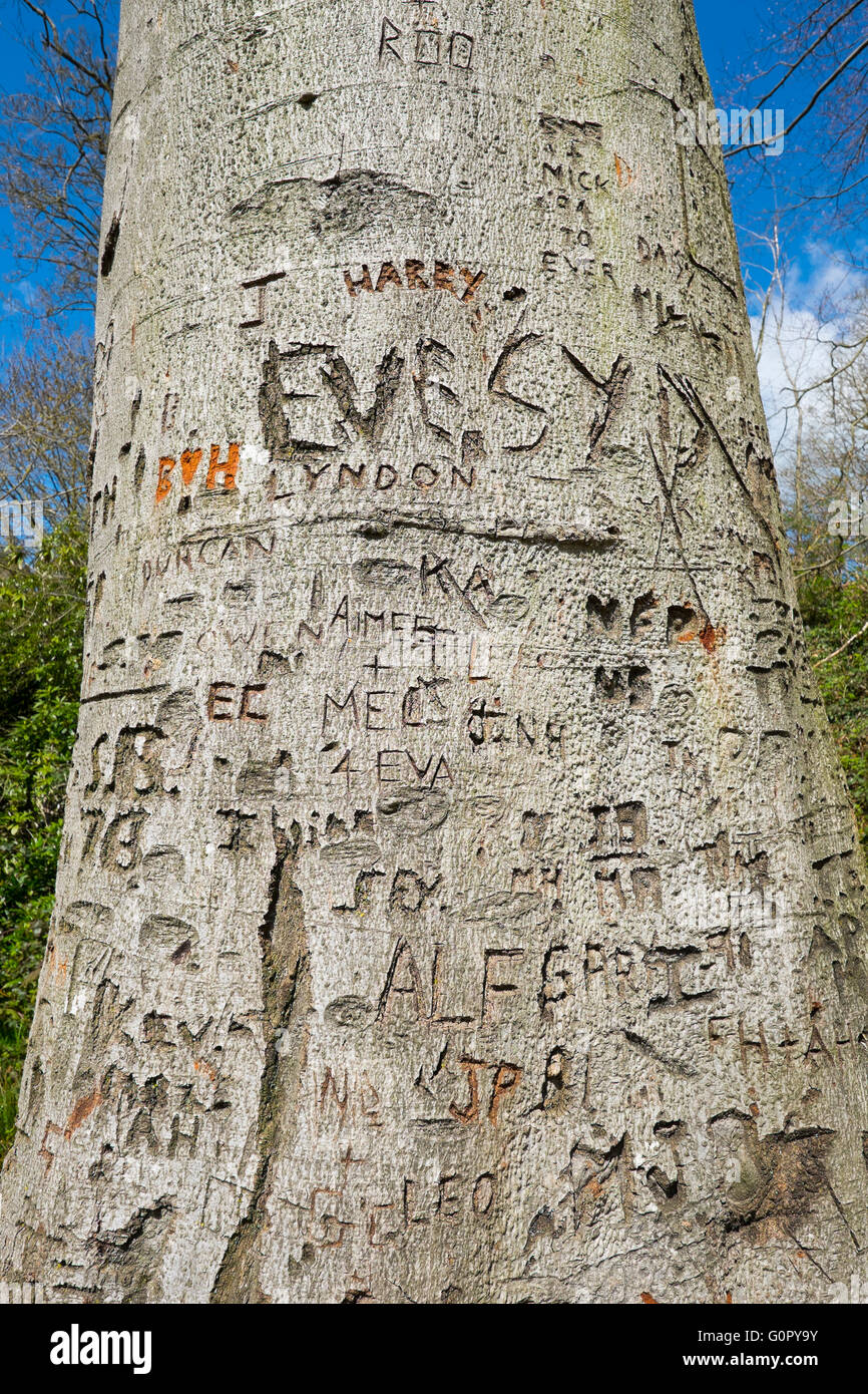 Un bosco di faggi a Colemere, North Shropshire, coperte di nomi e iniziali incise nel tronco, England, Regno Unito Foto Stock
