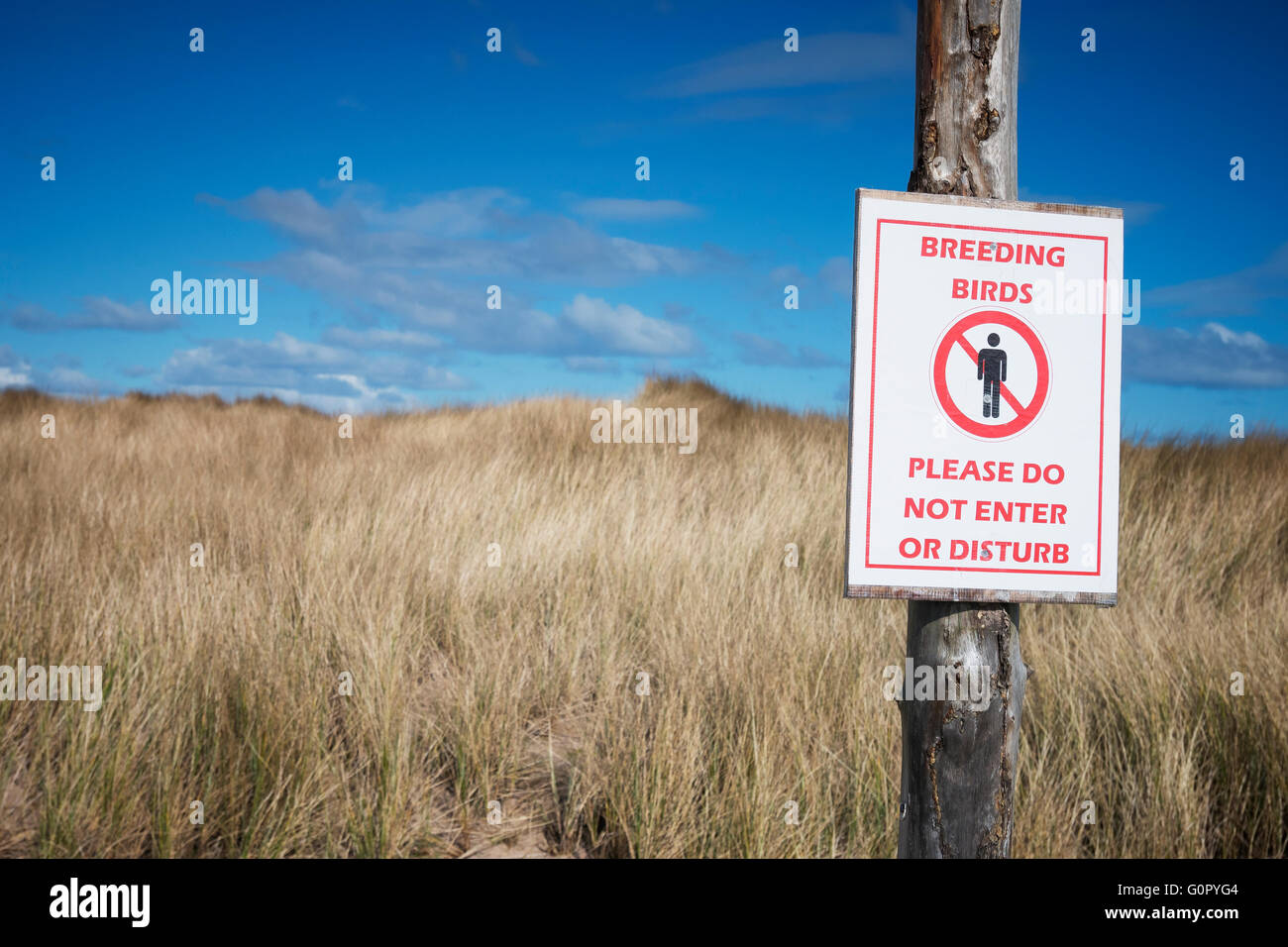 Un segno attenzione a tenere fuori di una massa di uccelli nidificanti sito di riproduzione, a John Muir Country Park, Dunbar, Scozia. Foto Stock