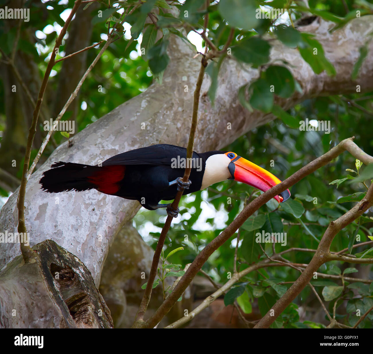 Colorato tucan nel selvaggio Foto Stock