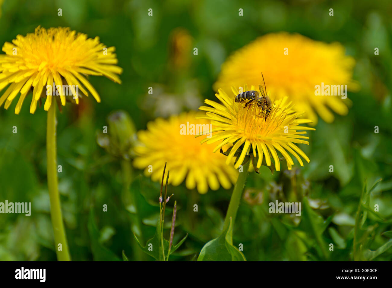 Un'ape raccoglie il nettare da un fiore di dente di leone Foto Stock