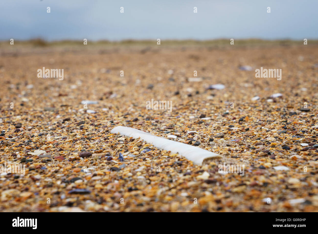 Un rasoio shell (Ensis arcuatus) su di una spiaggia di sabbia in Scozia. Foto Stock