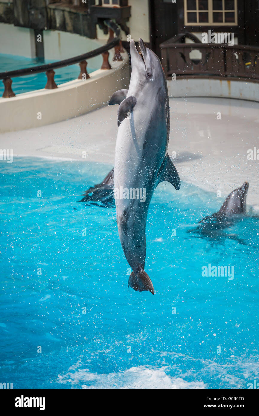 Delfino che salta Foto Stock