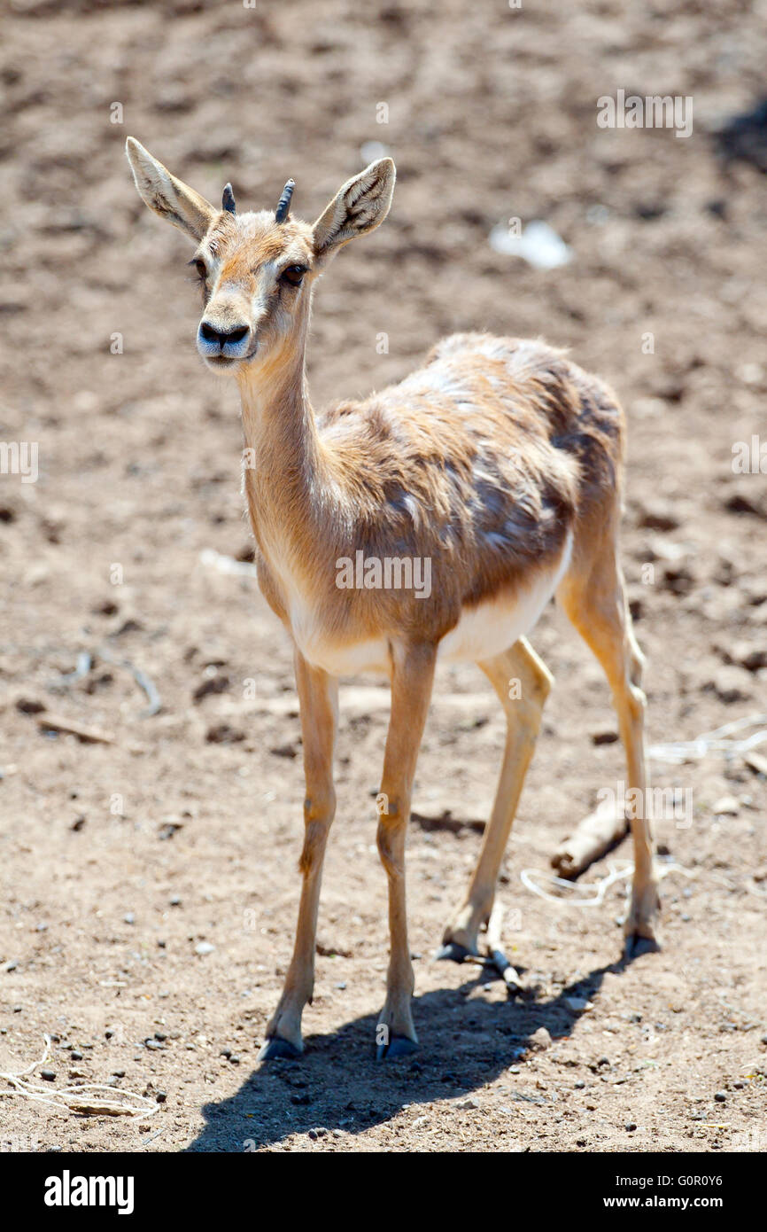 Bambino di gazzella Foto stock - Alamy