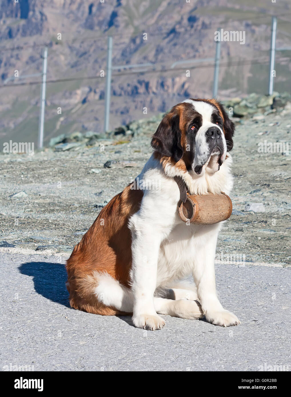 San Bernardo cane con fusto pronto per l'operazione di soccorso Foto Stock
