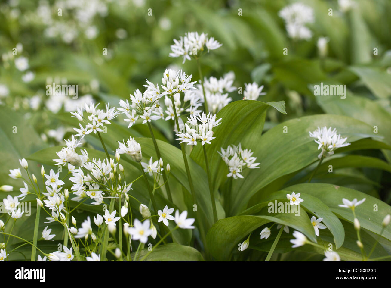 Primo piano di aglio selvaggio - Allium ursinum coltivare in boschi, Inghilterra, Regno Unito Foto Stock