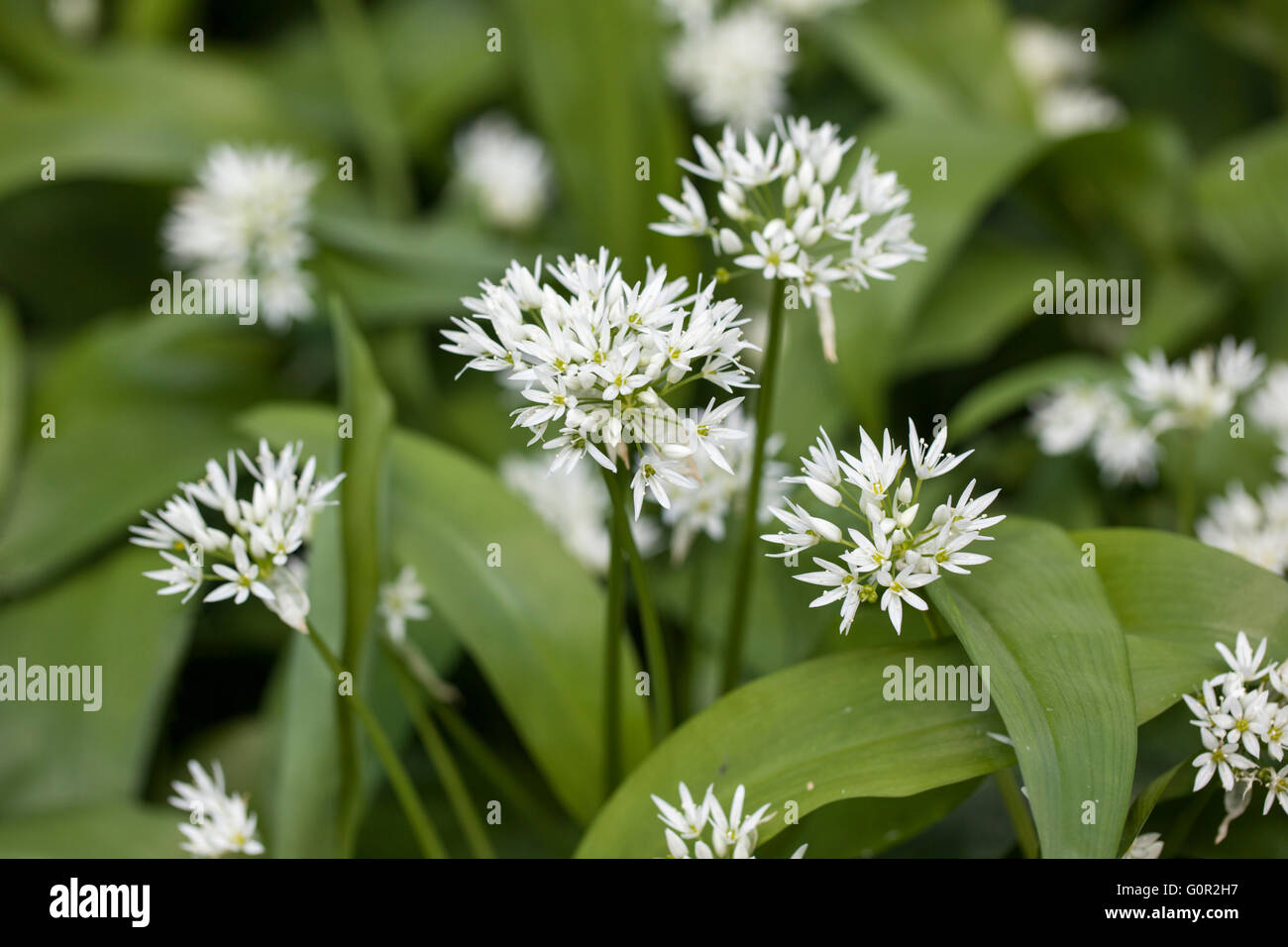 Primo piano di aglio selvaggio - Allium ursinum coltivare in boschi, Inghilterra, Regno Unito Foto Stock