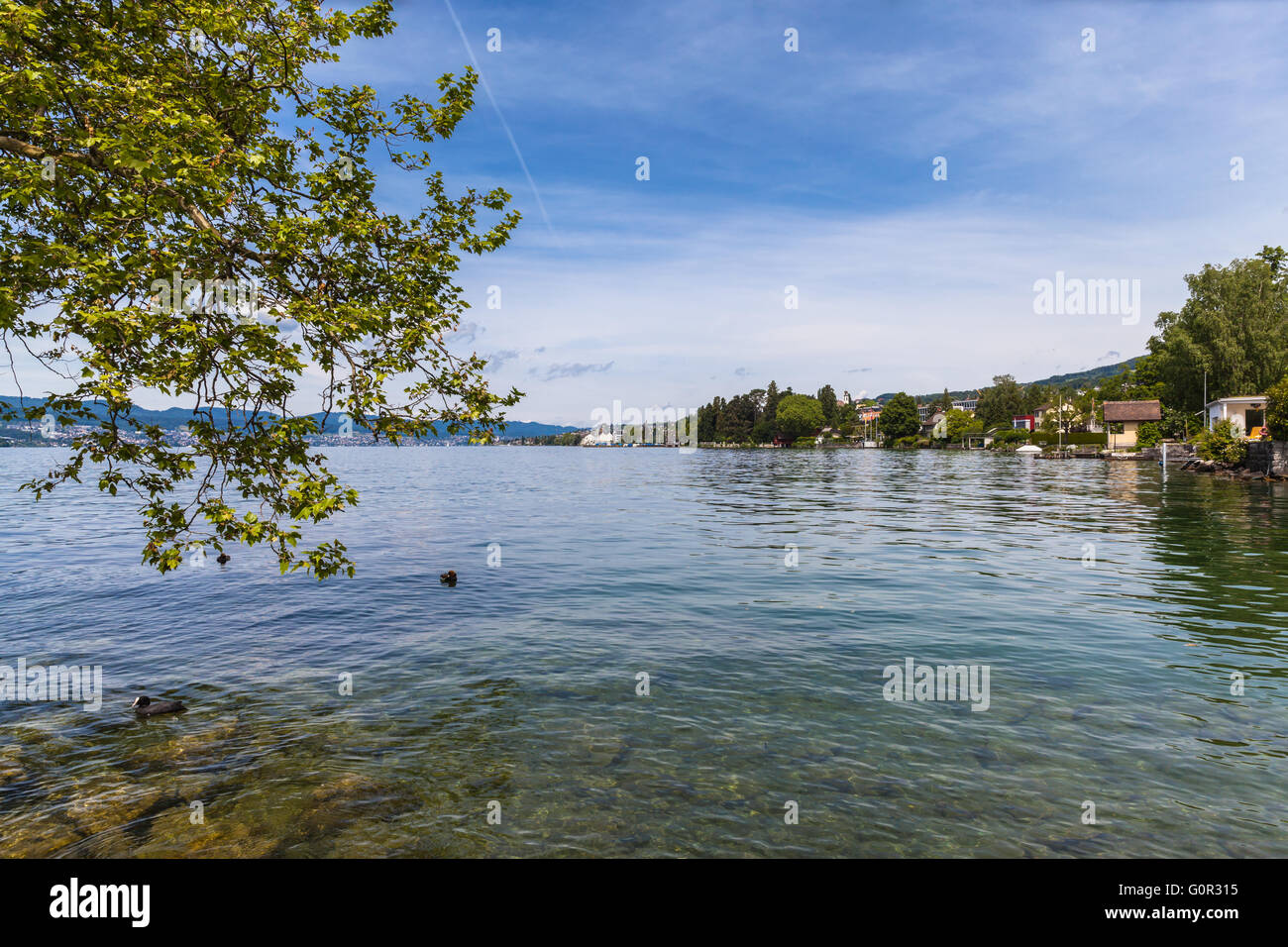Bellissima vista del lago di Zurigo con anatre e alberi in primo piano. Foto Stock