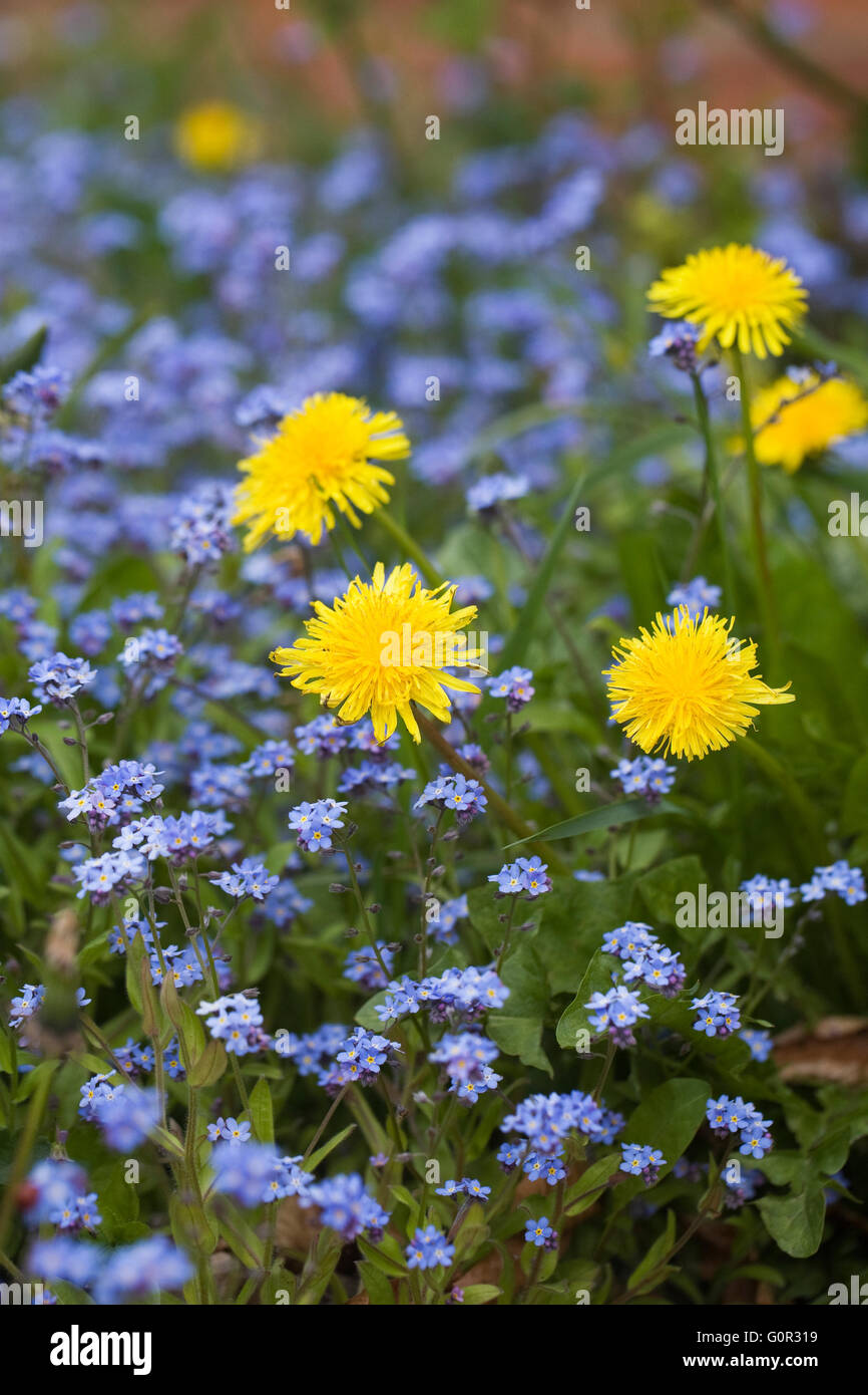 Taraxacum officinale e Myosotis sylvatica. Tarassaco e Dimenticare me not. Foto Stock